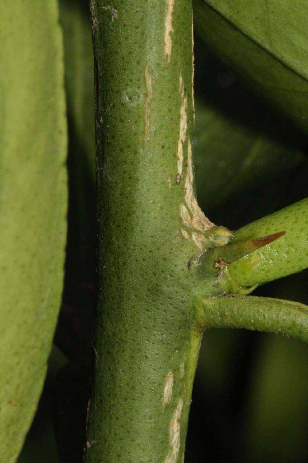            First year twig (Riverside, CA)   